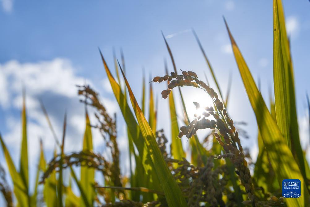新濠水果机9线游戏技巧